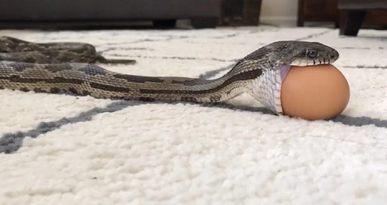 Φίδι επιχειρεί να… καταπιεί ολόκληρο αυγό κότας και ιδού το αποτέλεσμα (βίντεο)